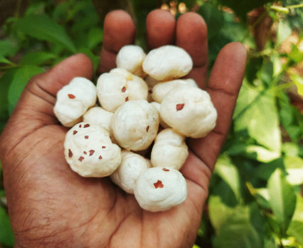 High-quality raw makhana (foxnuts) – clean, white, puffed lotus seeds suitable for export, snacking, or roasting