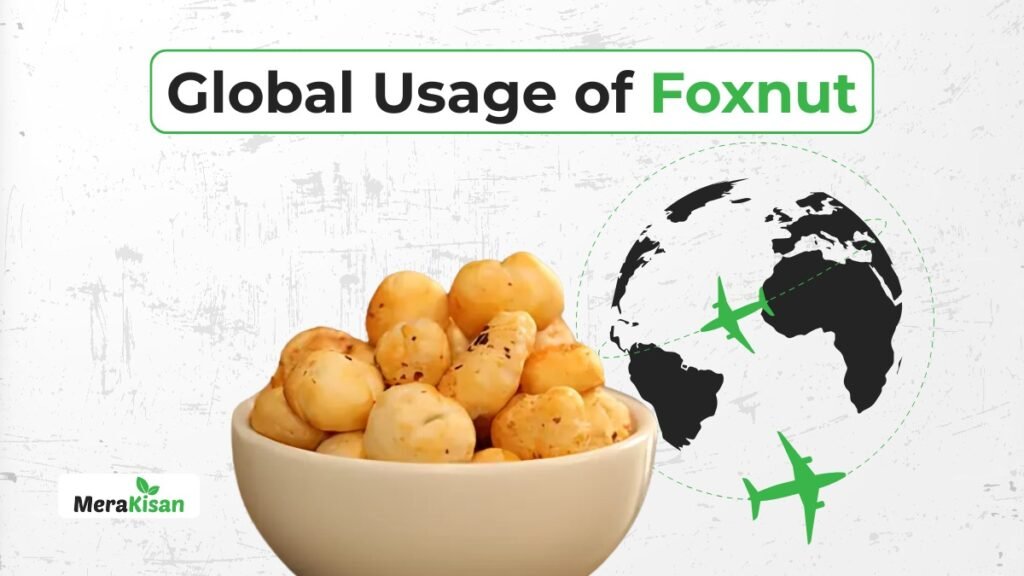 Lotus Seed, Foxnut Global Use And Benefits