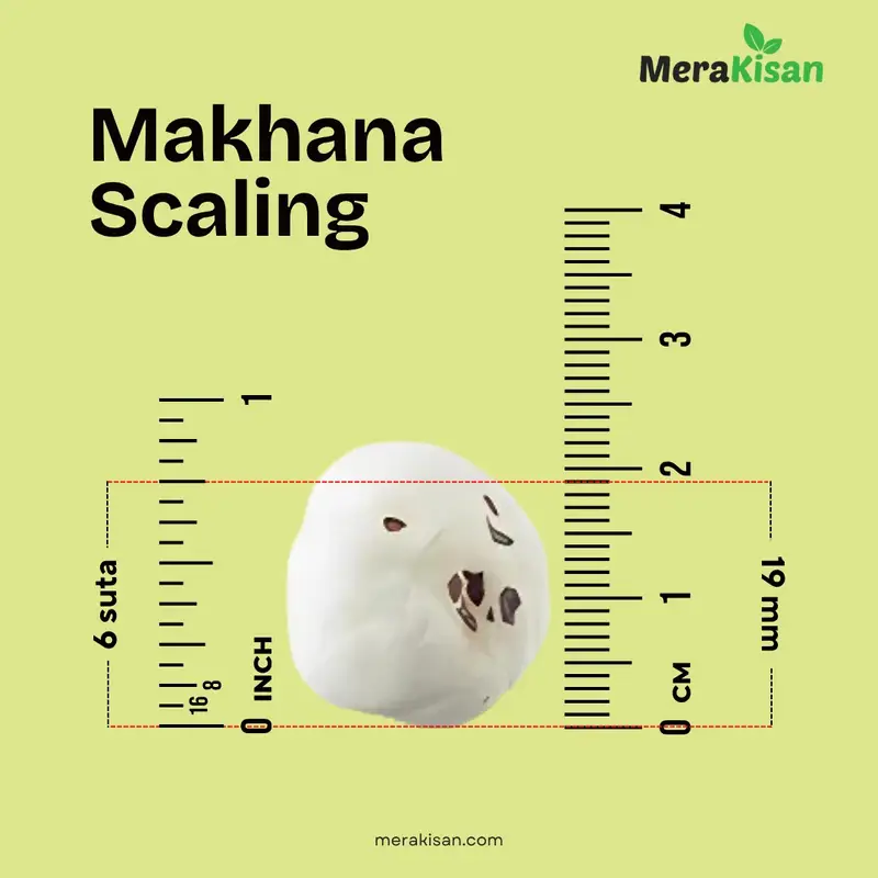 Makhana size grade wise